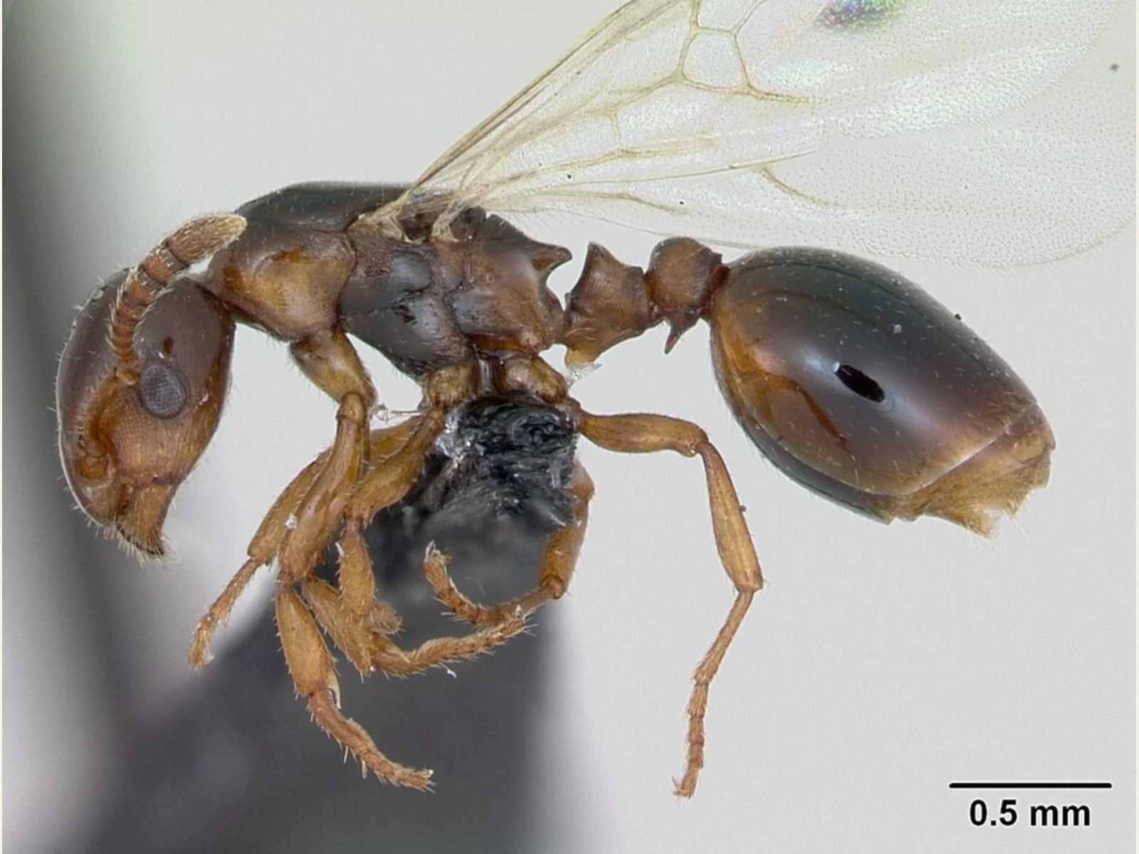 Okřídlená samice mravence lesklého Formicoxenus nitidulus z profilu