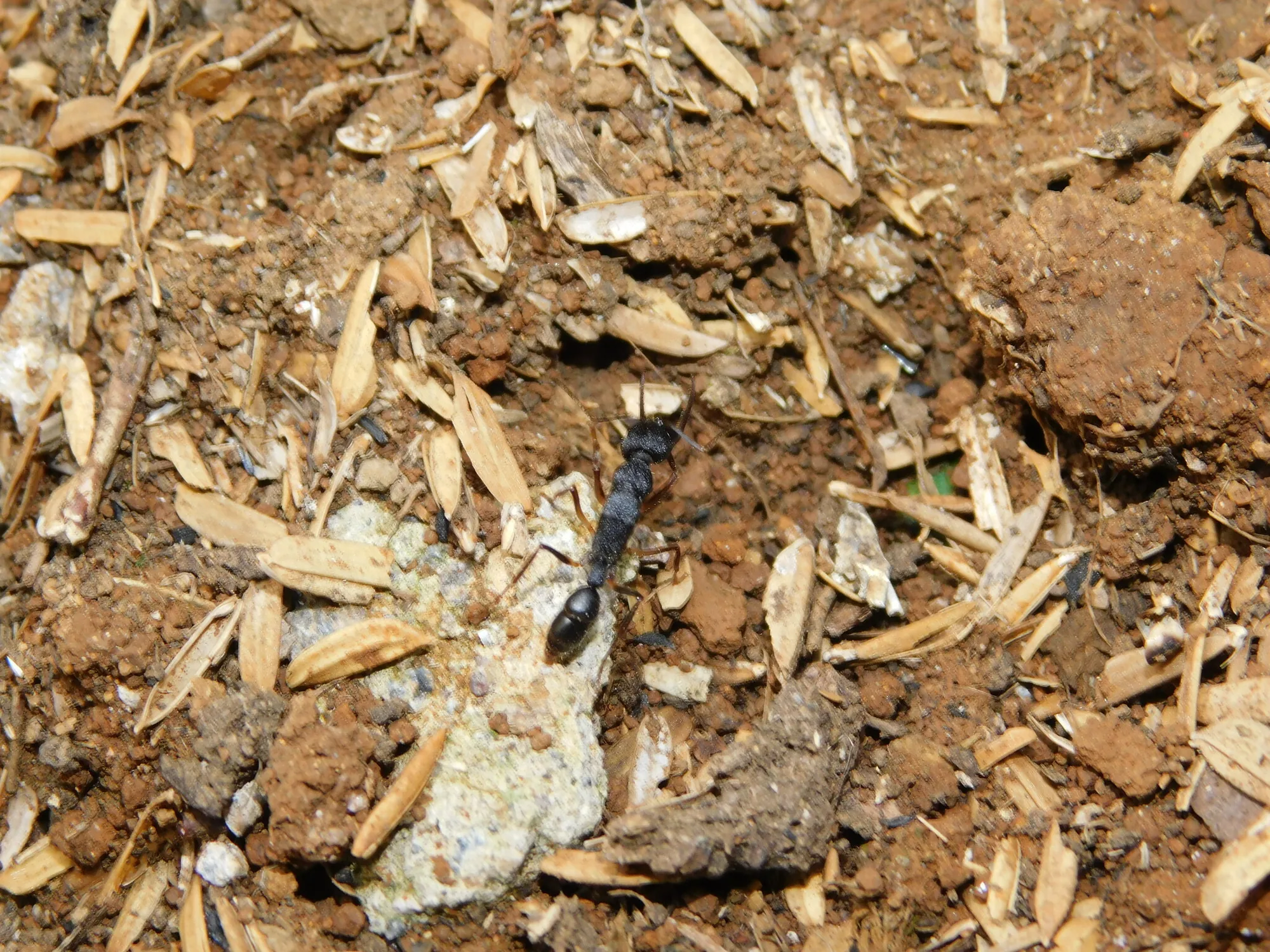 Terénní záběr jedince Harpegnathos venator v Indonésii