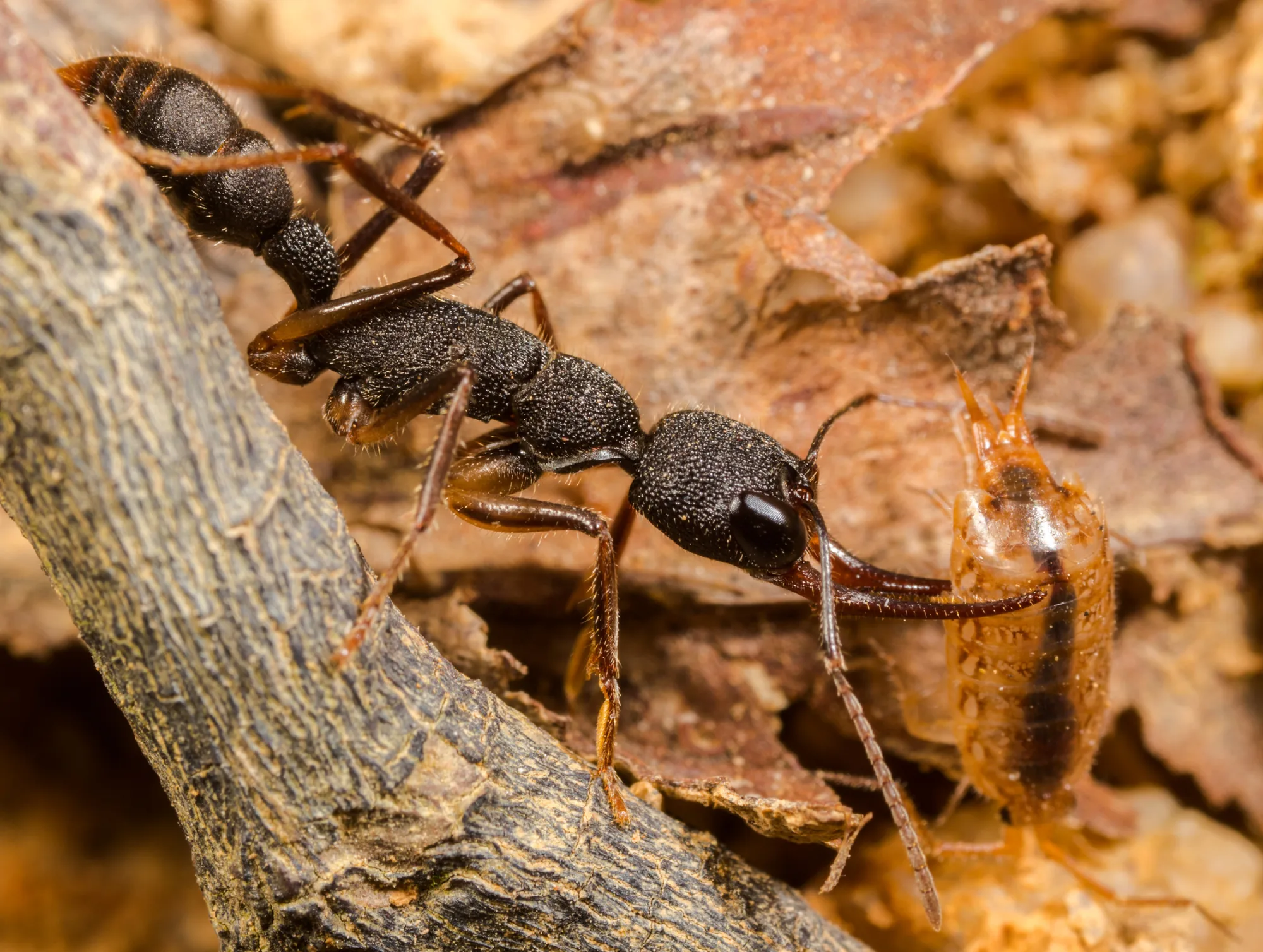 Harpegnathos venator drží v kusadlech jiného členovce při pozorování v Hongkongu