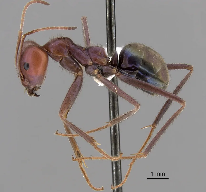 Dokladový exemplář Iridomyrmex purpureus CASENT0249725 z boku s měřítkem