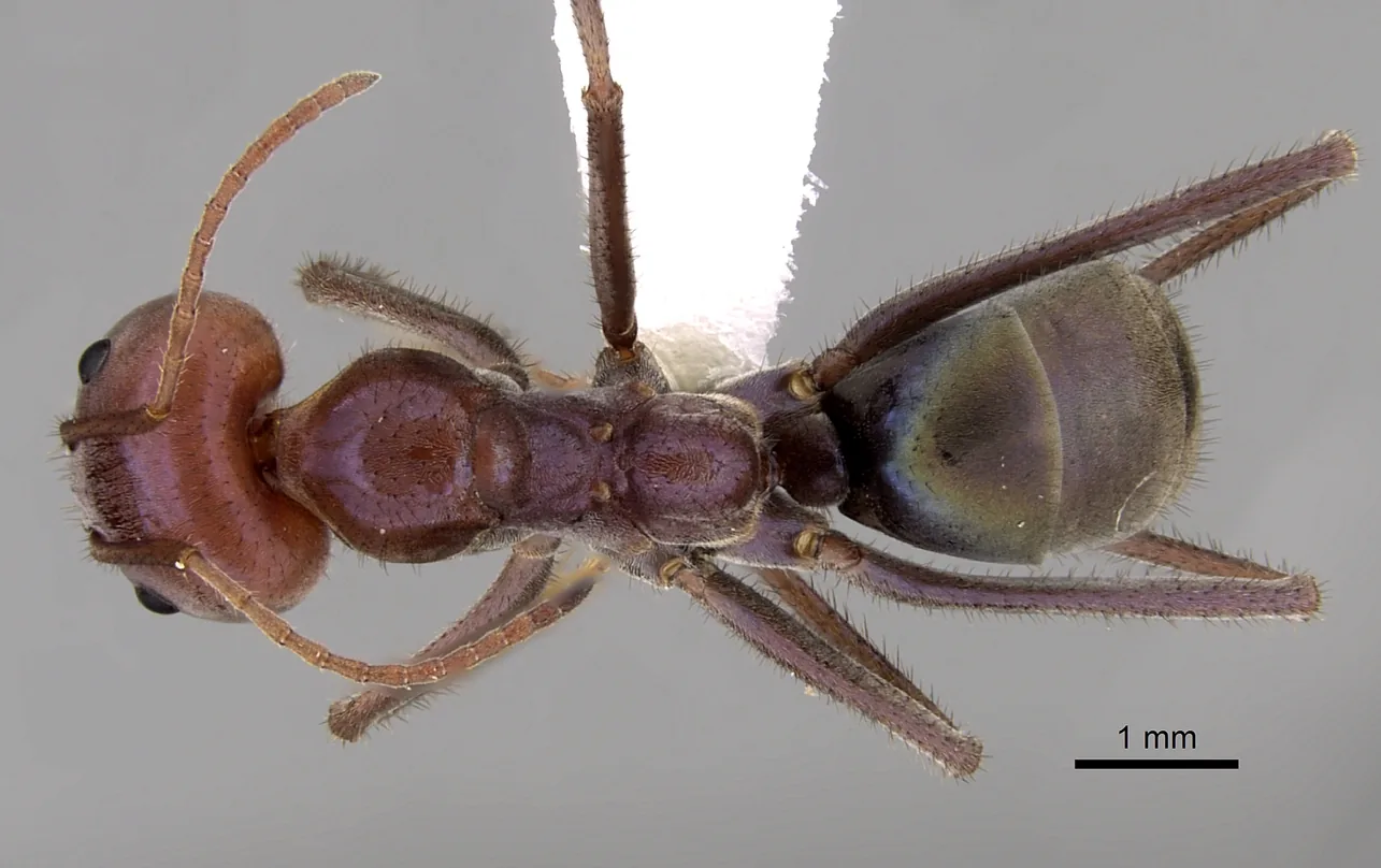 Dokladový exemplář Iridomyrmex purpureus CASENT0249725 při pohledu shora s měřítkem