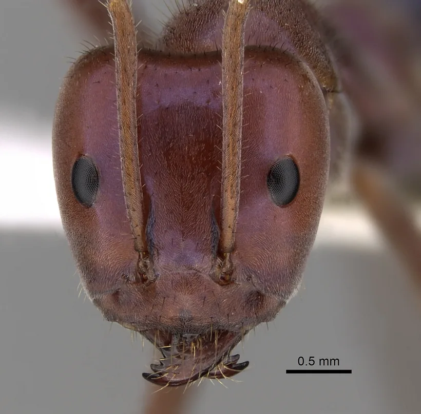 Hlava dokladového exempláře Iridomyrmex purpureus CASENT0249725 zepředu s měřítkem