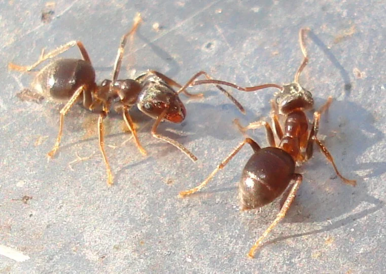 Dvě hnědé dělnice mravence odlišného Lasius alienus na šedém povrchu