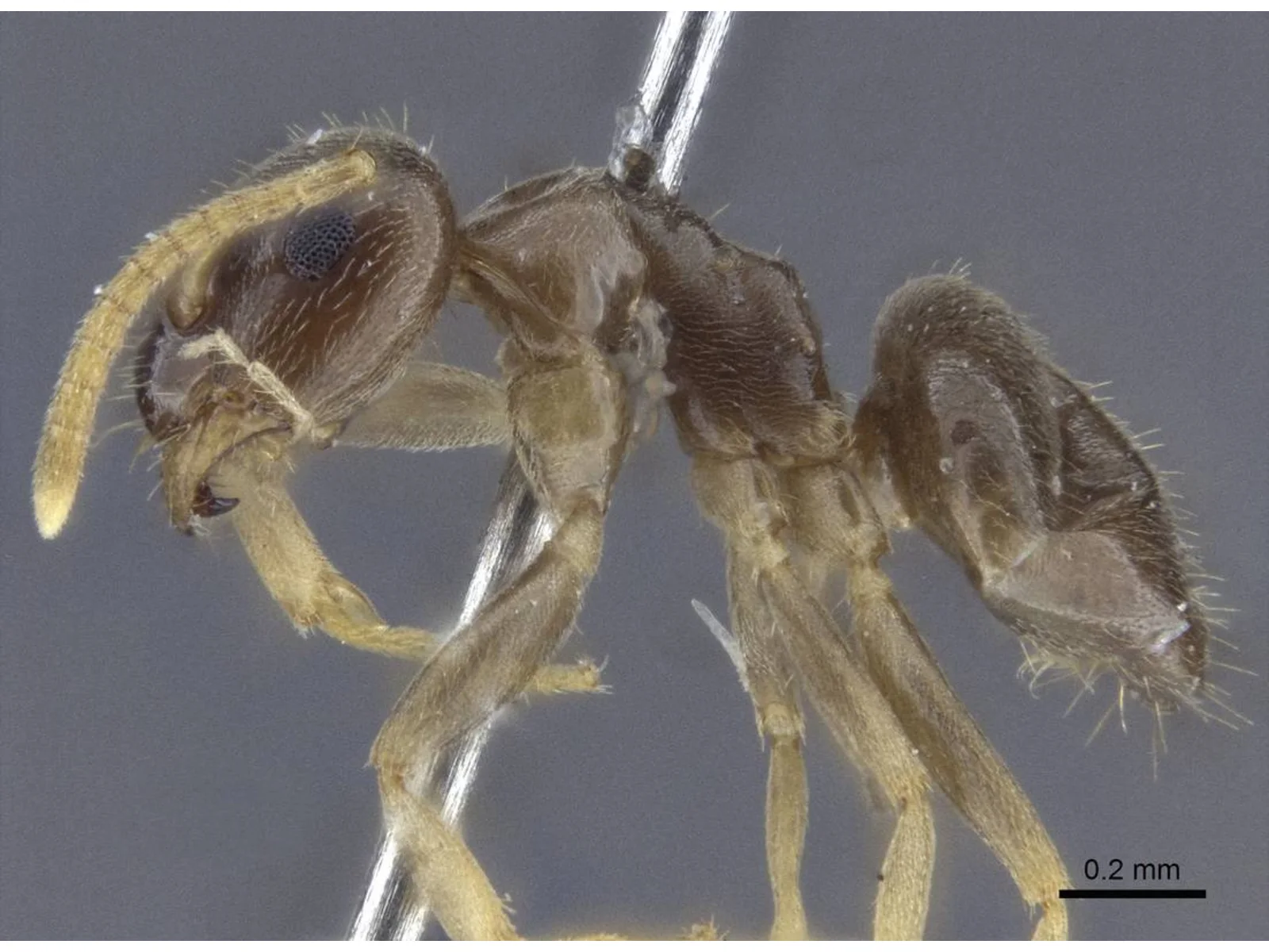 Drobná tmavohnědá paratypová dělnice Lasius austriacus z profilu se žlutavými končetinami a stupnicí 0,2 milimetru