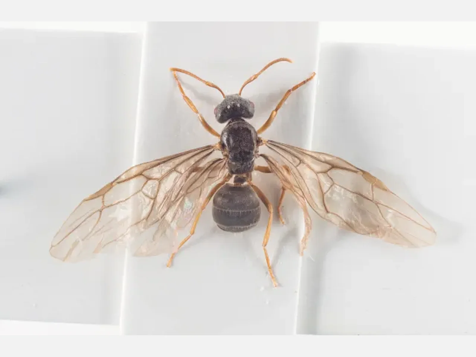 Okřídlená královna Lasius bicornis shora na světlém podkladu