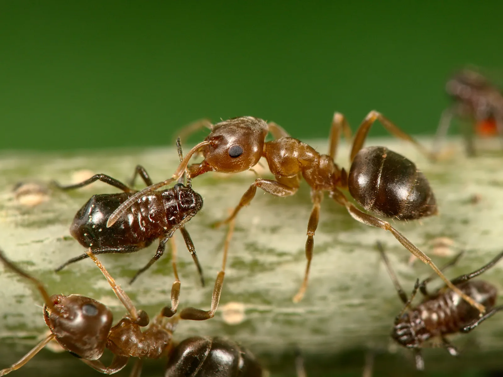 Světle hnědá dělnice Lasius brunneus mezi tmavými stromovými mšicemi