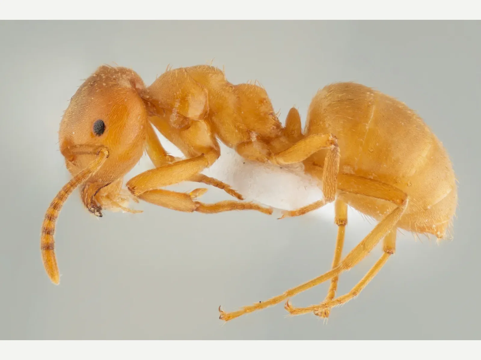 Žlutá dělnice Lasius carniolicus z profilu na bílém podkladu