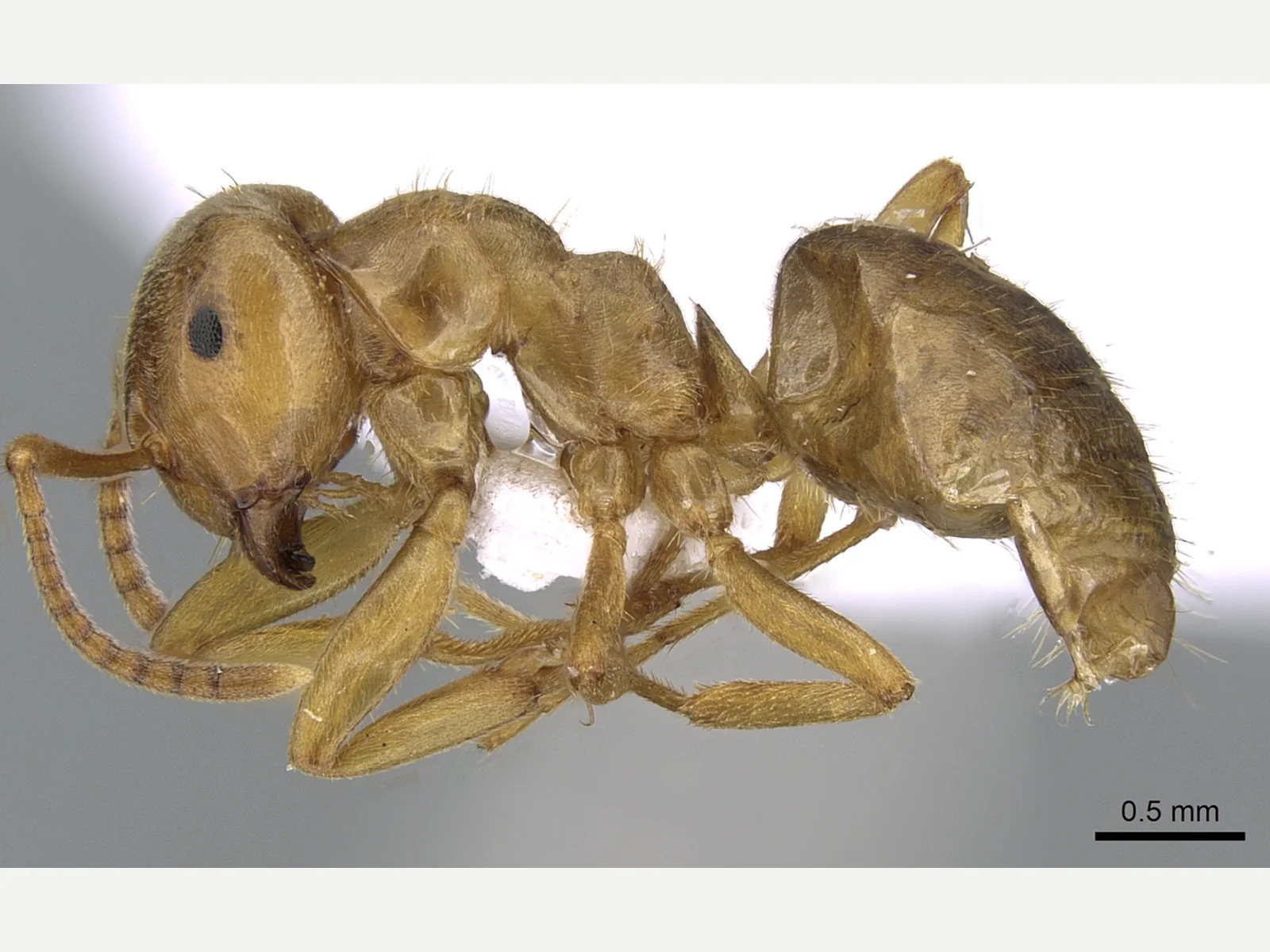 Žlutohnědá dělnice Lasius citrinus, exemplář CASENT0281205