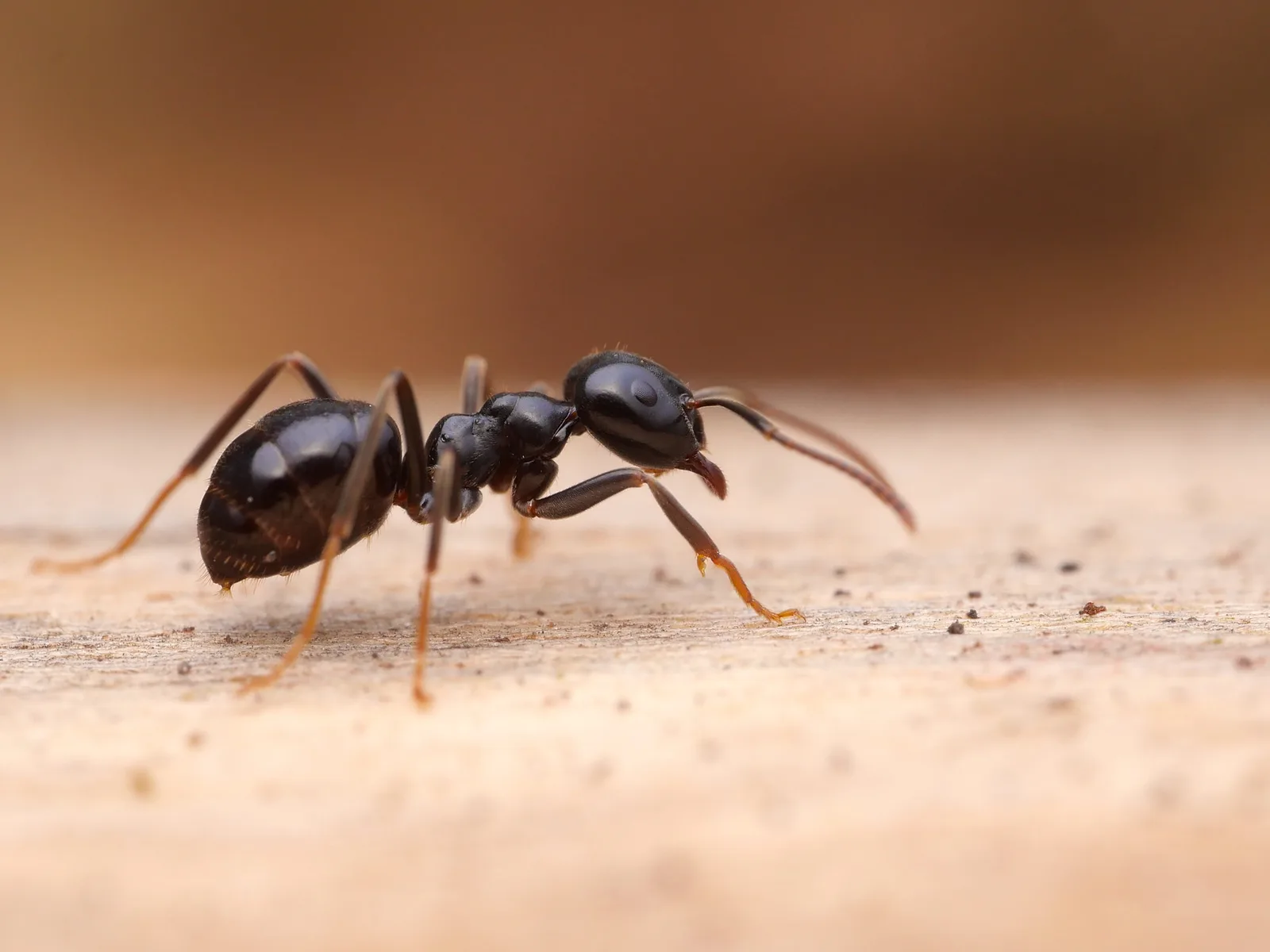 Lesklá černá dělnice Lasius fuliginosus na kůře stromu