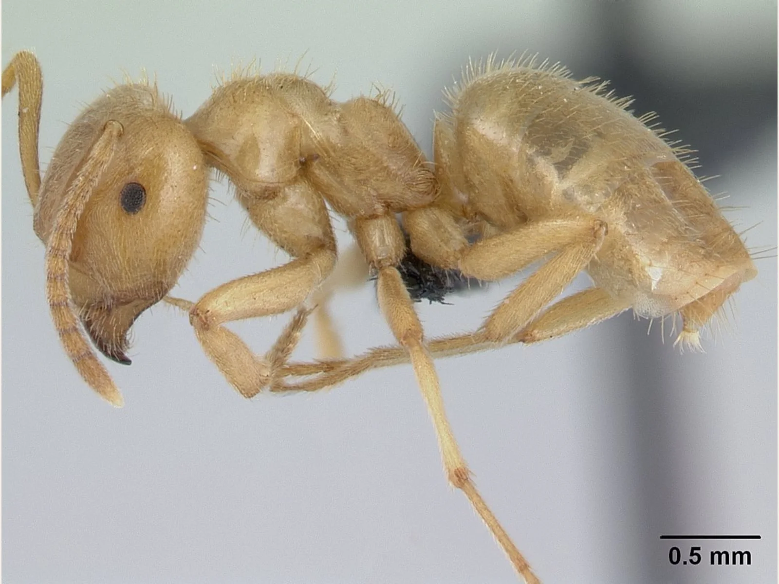 Žlutá dělnice Lasius nitidigaster, exemplář CASENT0178767, z profilu