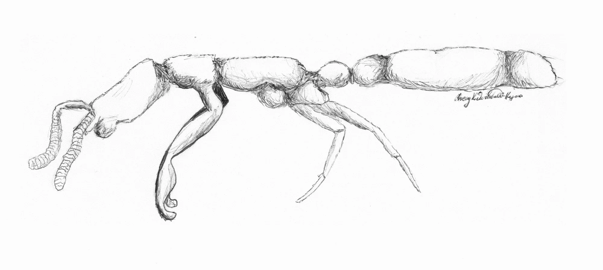Vědecká kresba dělnice Leptanilla japonica při pohledu z boku