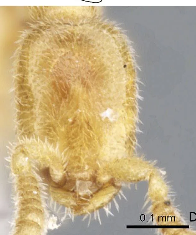 Hlava paratypové dělnice Leptanilla japonica zpředu s měřítkem 0,1 milimetru