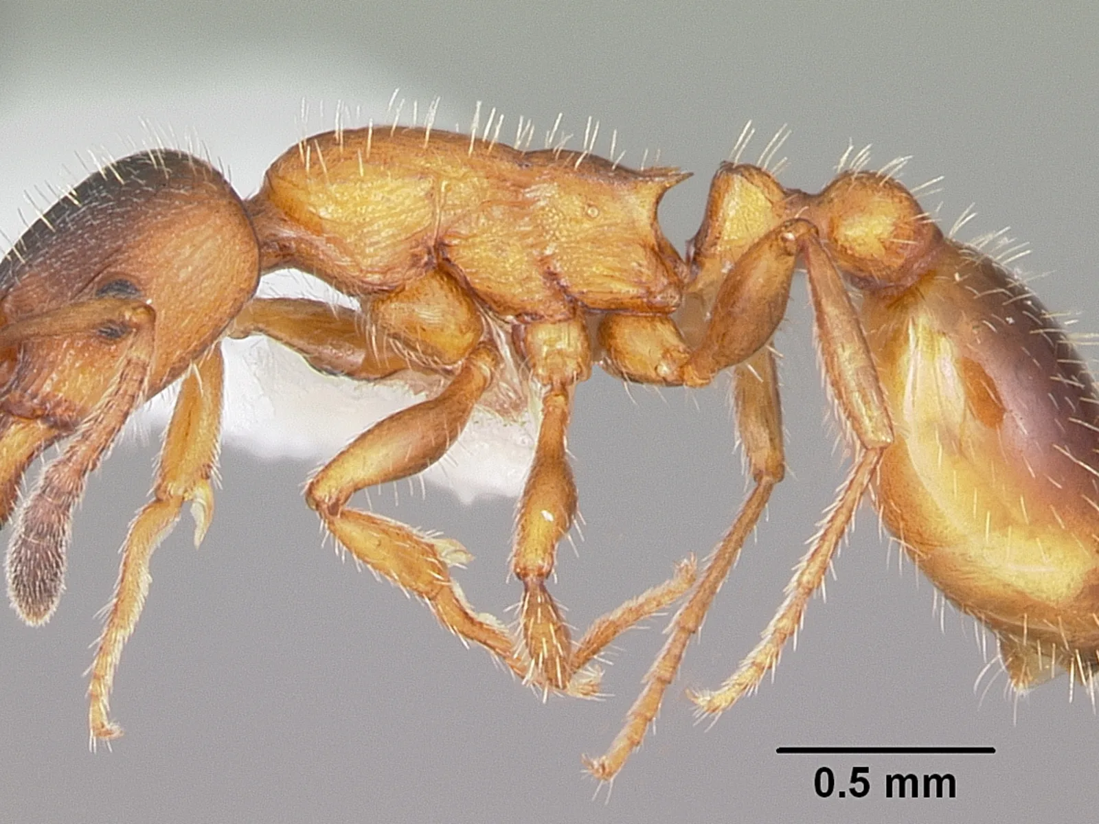 Preparovaná dělnice Leptothorax acervorum v bočním pohledu
