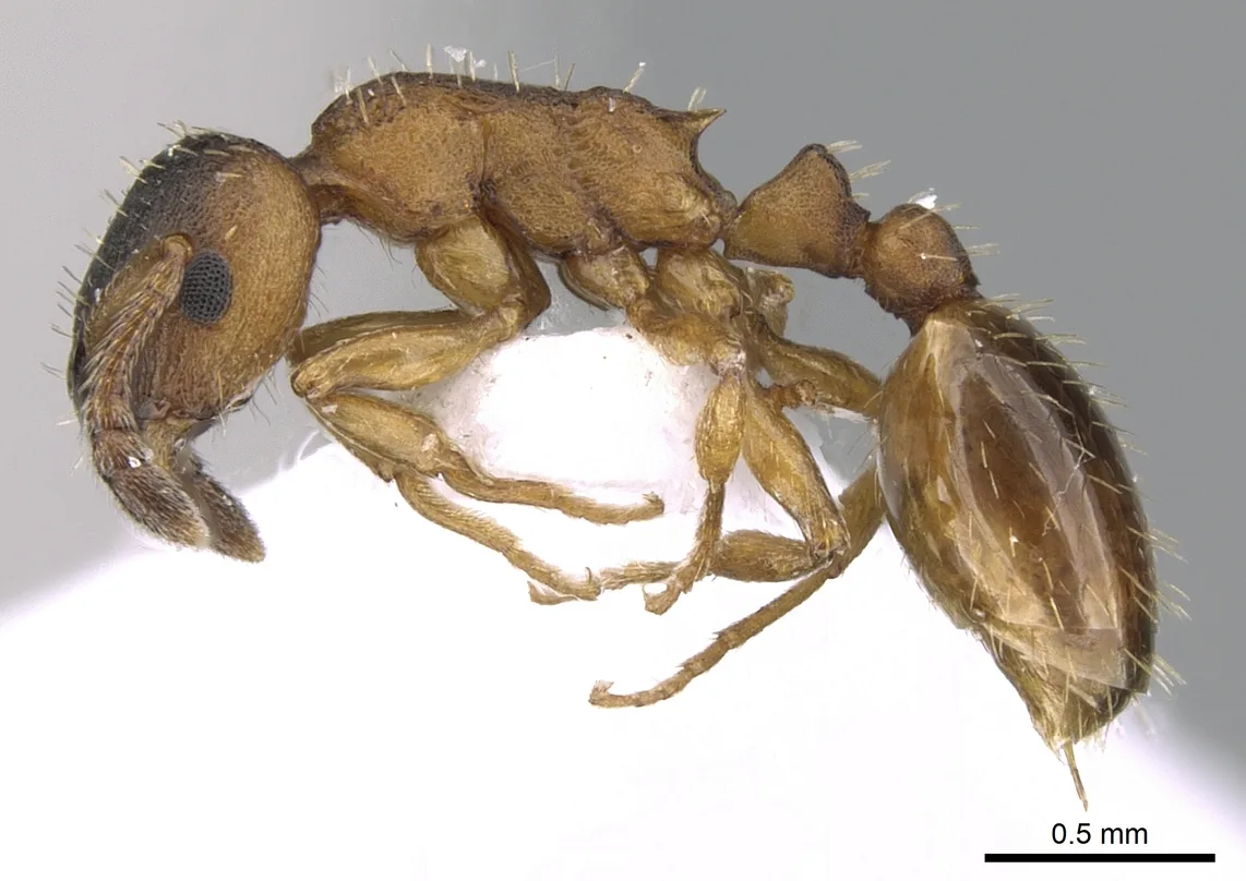 Preparovaná dělnice mravence Gredlerova Leptothorax gredleri z profilu