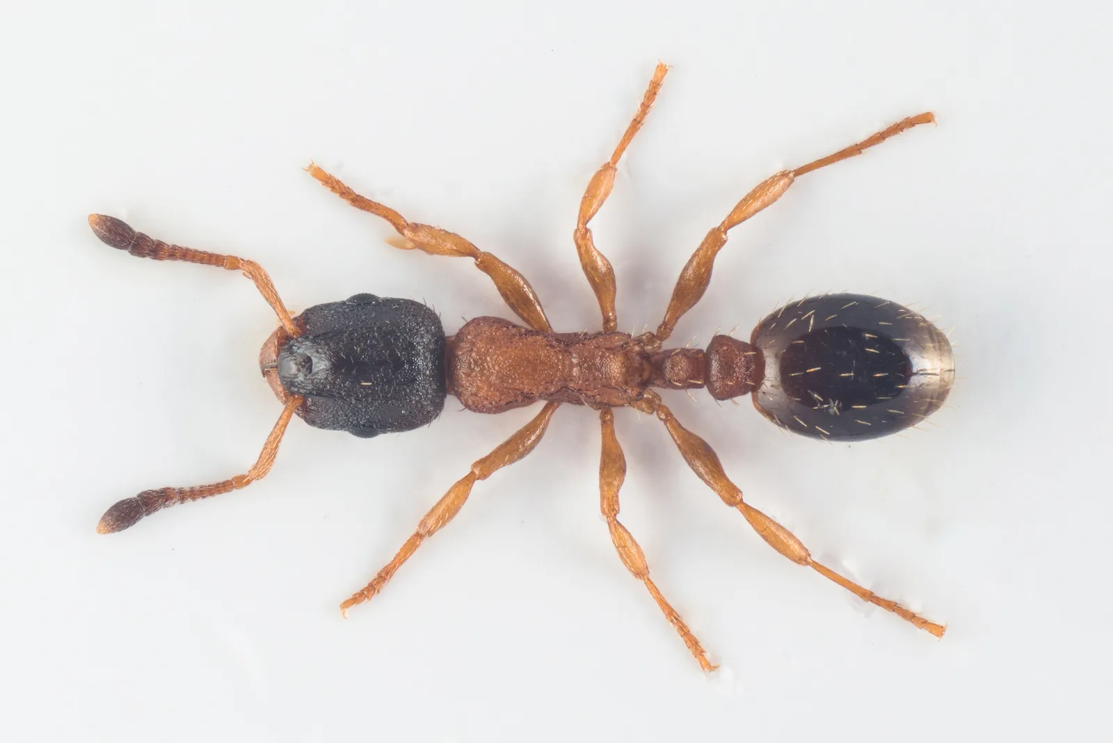 Dělnice mravence mechového Leptothorax muscorum při pohledu shora