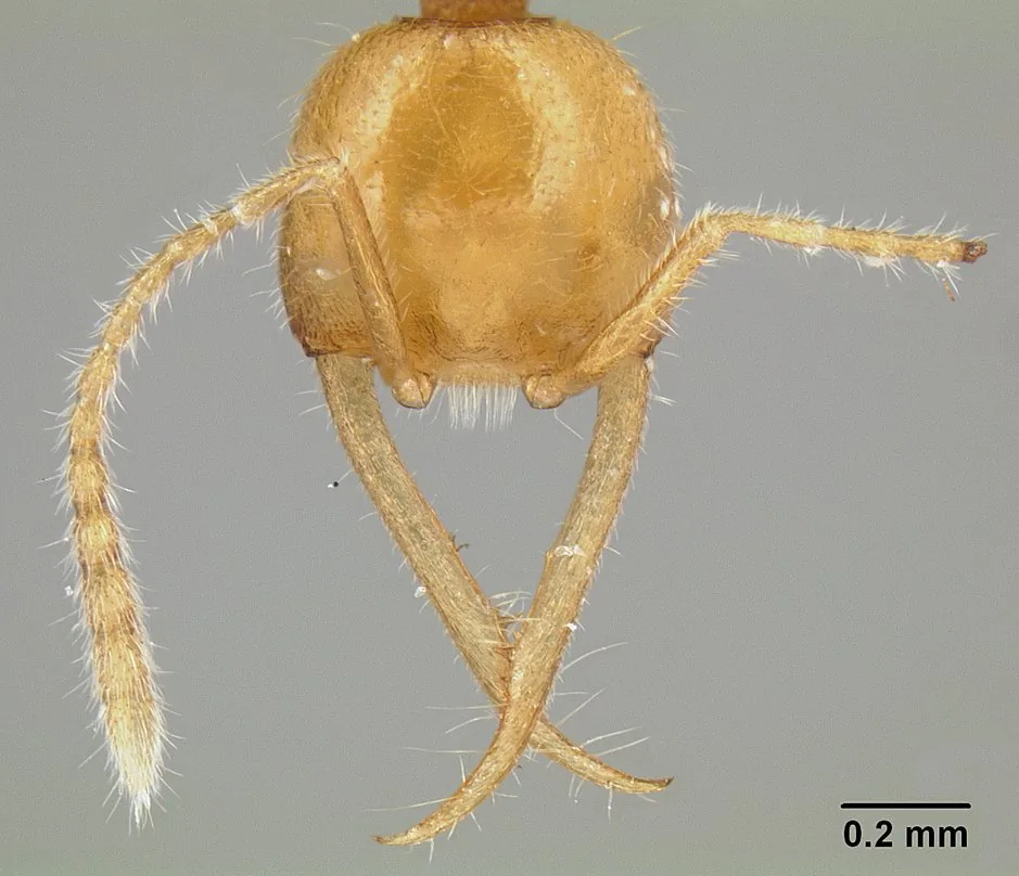 Hlava holotypu Martialis heureka, dělnice CASENT0106181, zpředu se stupnicí
