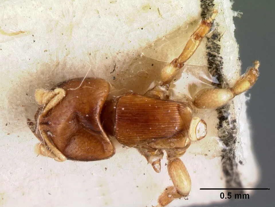 Preparovaný exemplář Melissotarsus emeryi CASENT0101465 při pohledu shora se stupnicí