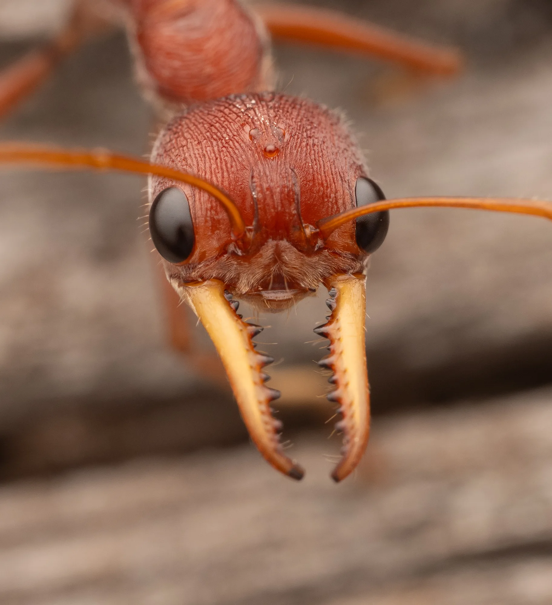 Čelní detail hlavy dělnice Myrmecia gulosa s velkými černými očima a dlouhými ozubenými kusadly