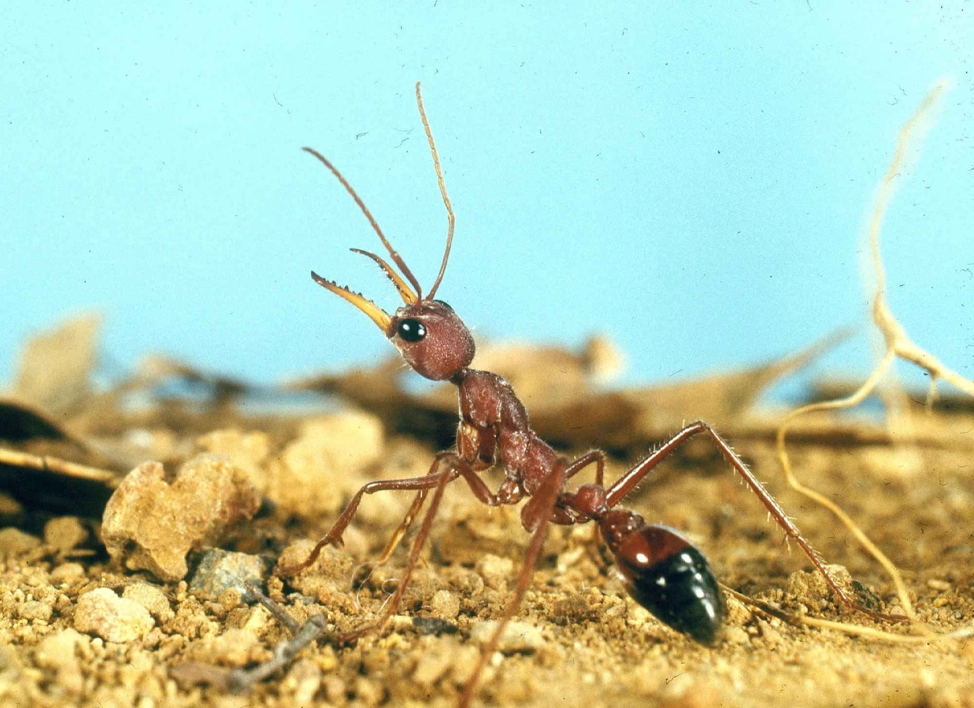 Dělnice Myrmecia gulosa s červenohnědou hlavou a černým zadečkem stojí na povrchu hnízda