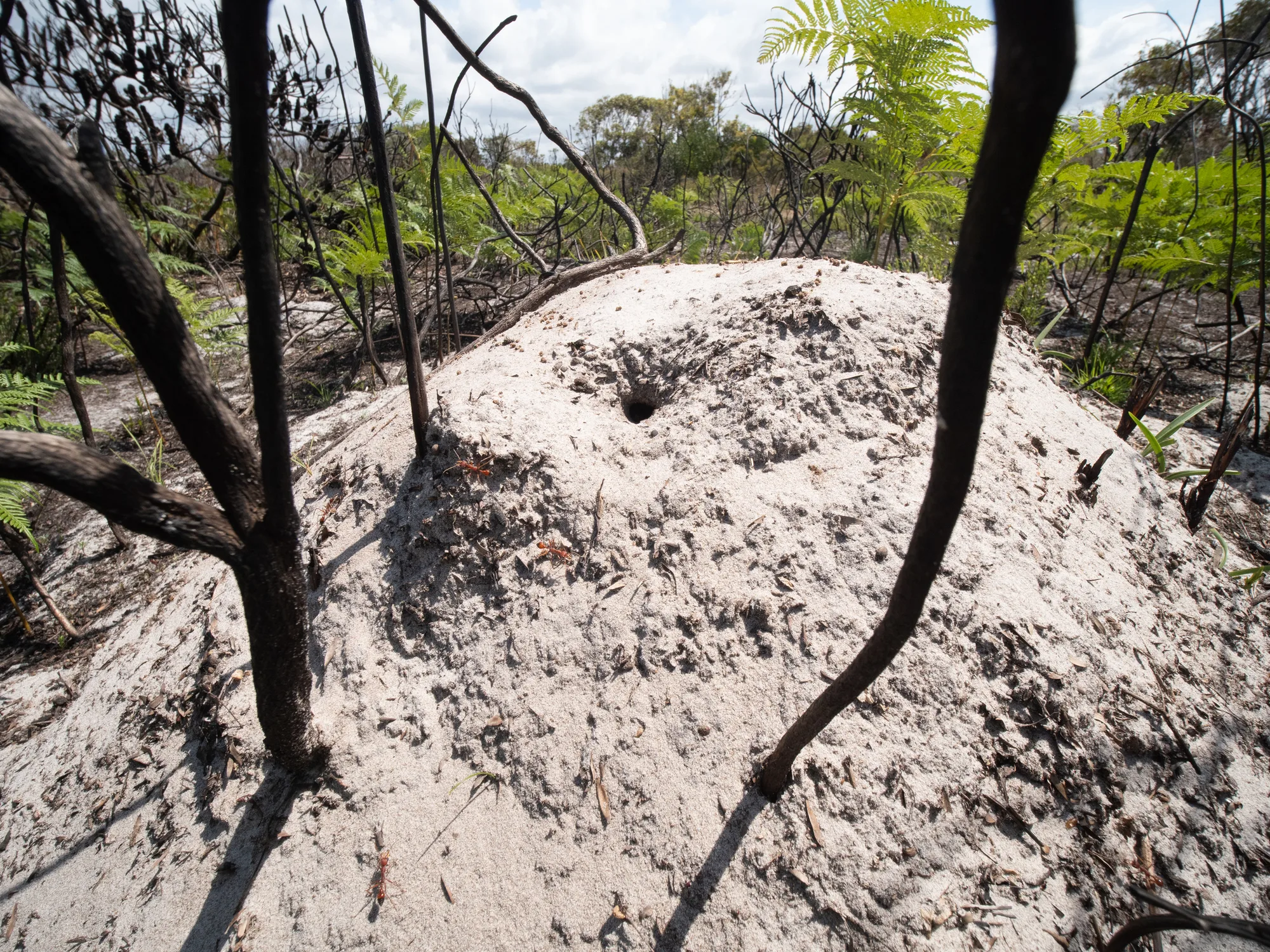 Světlý hnízdní val Myrmecia gulosa s otevřeným vchodem mezi kmeny a kapradinami
