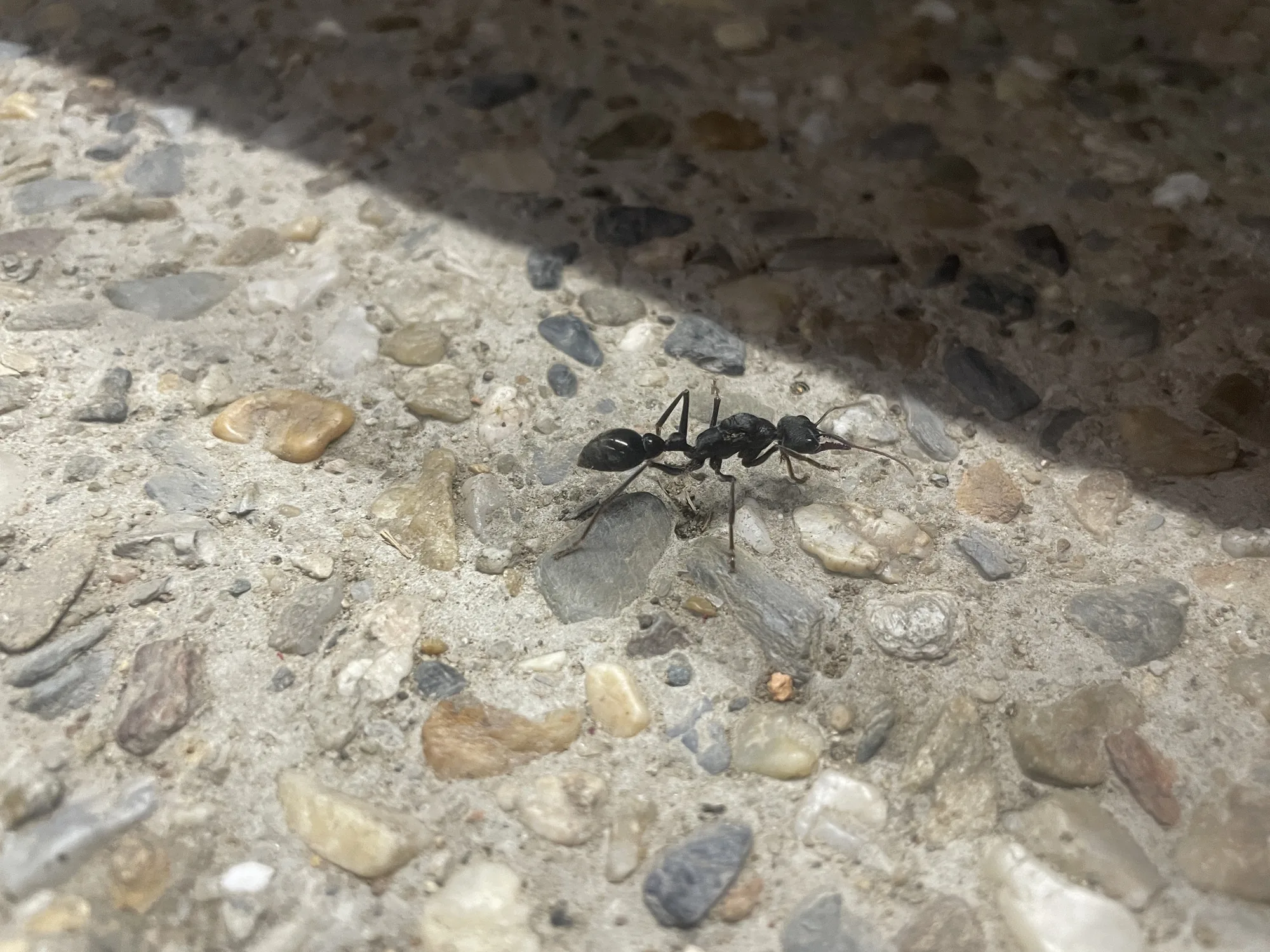 Jedinec Myrmecia pyriformis na chodníku v Canbeře