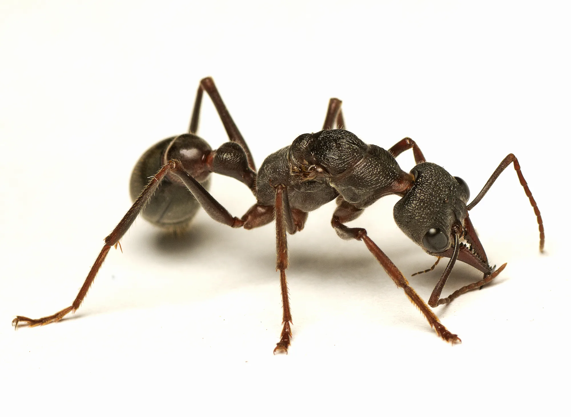 Jedinec Myrmecia pyriformis fotografovaný z boku na světlém podkladu