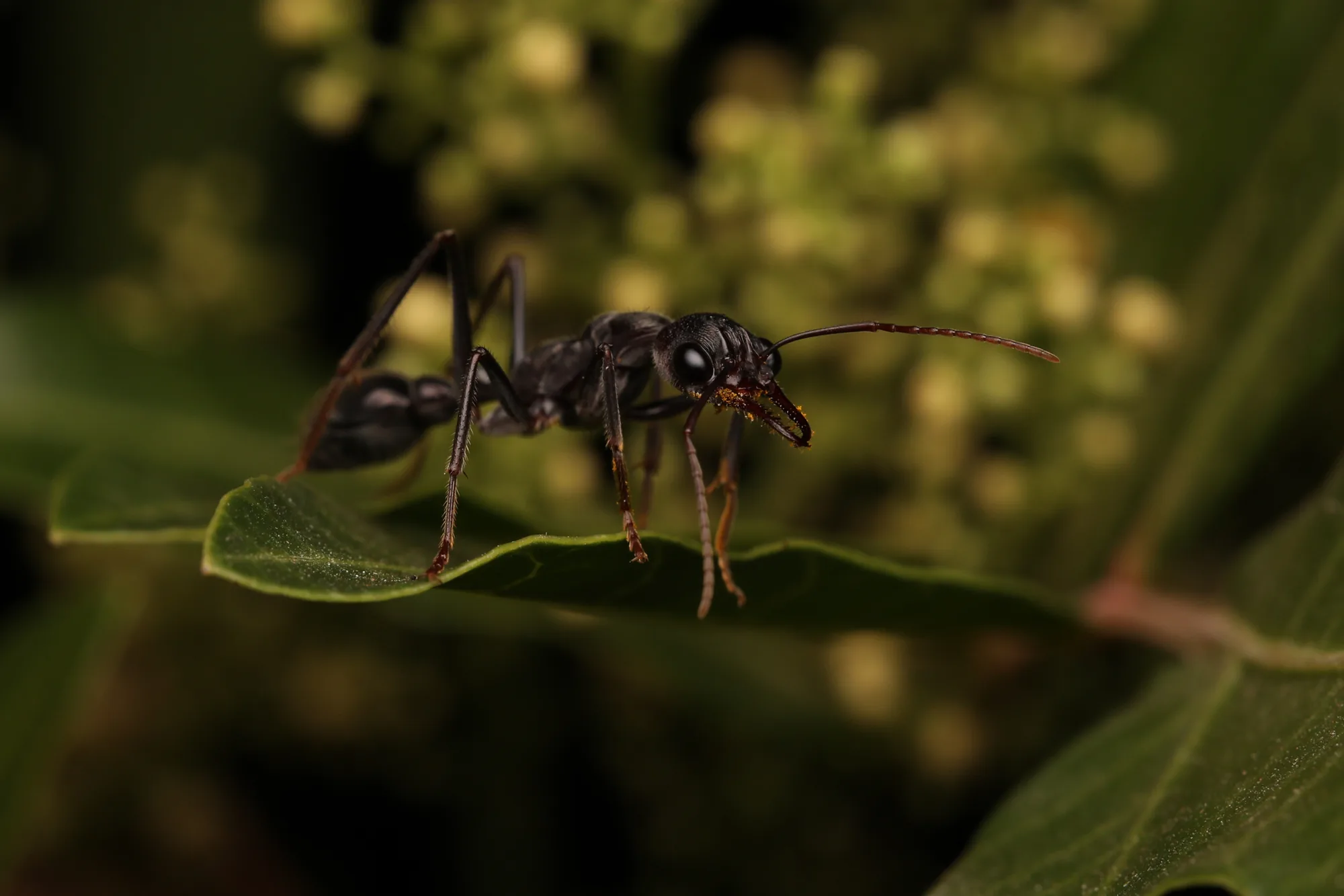 Jedinec Myrmecia pyriformis na listu v Jižní Austrálii