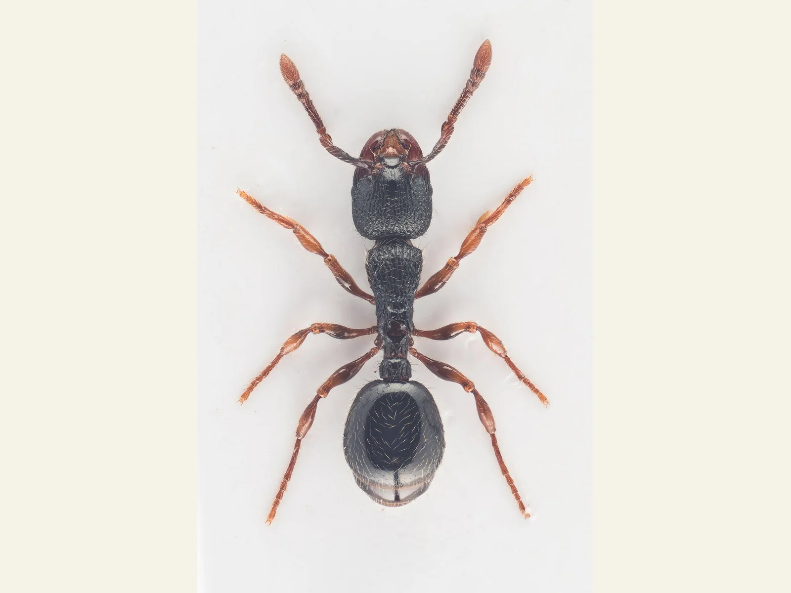 Tmavá dělnice Myrmecina graminicola fotografovaná shora s nápadně skulpturovaným tělem