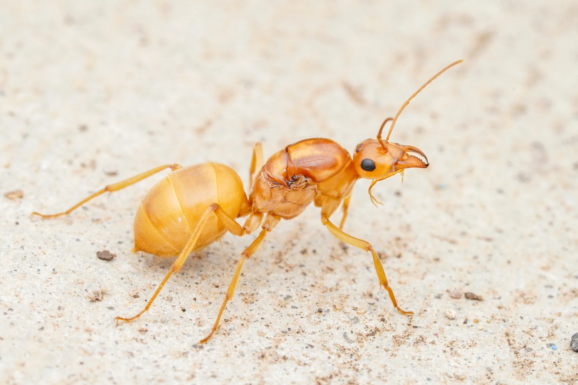 Světlá královna Myrmecocystus mexicanus po odhození křídel na písčitém povrchu