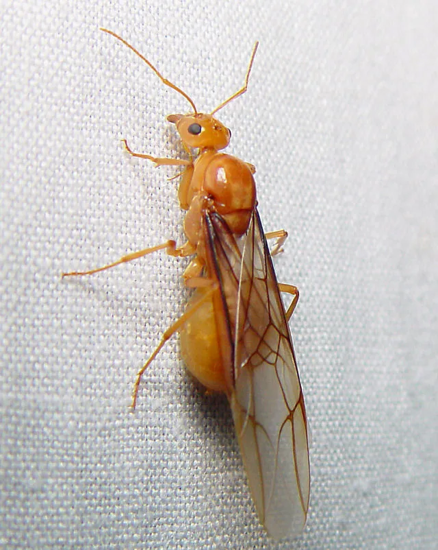 Okřídlená samice Myrmecocystus mexicanus na světlé textilii