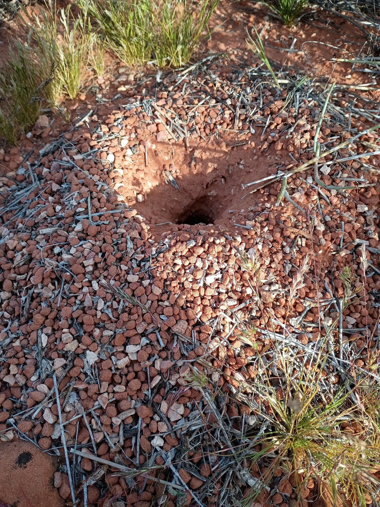 Vchod do půdního hnízda Myrmecocystus mexicanus obklopený drobnými kamínky v Utahu