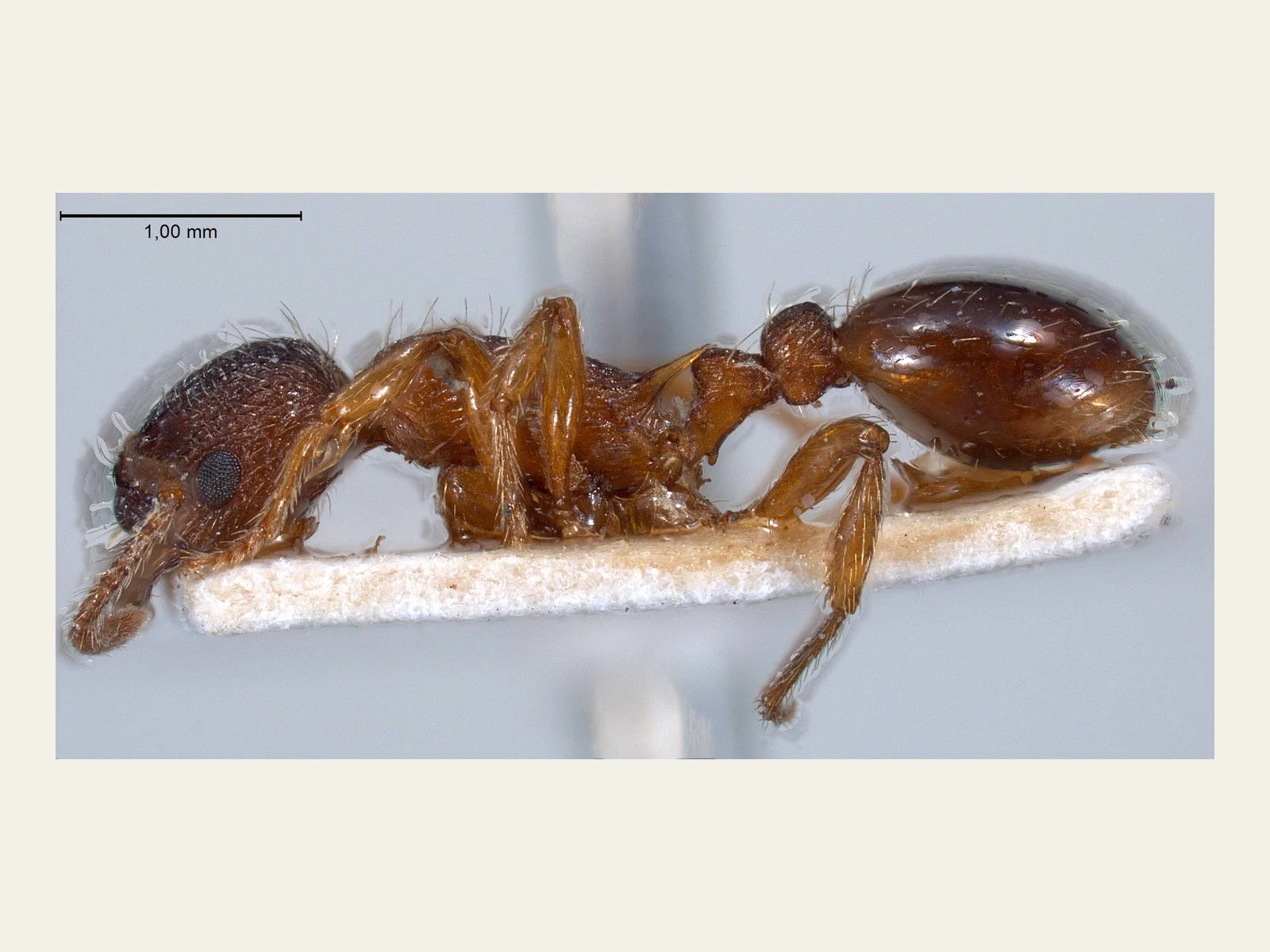 Syntypická dělnice Myrmica curvithorax ANTWEB1008447 z profilu
