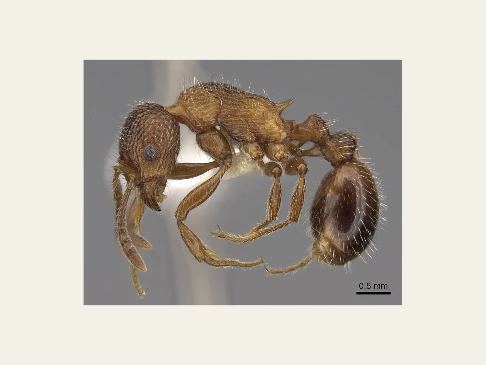 Dělnice Myrmica deplanata CASENT0922800 z pražského Prokopského údolí z profilu