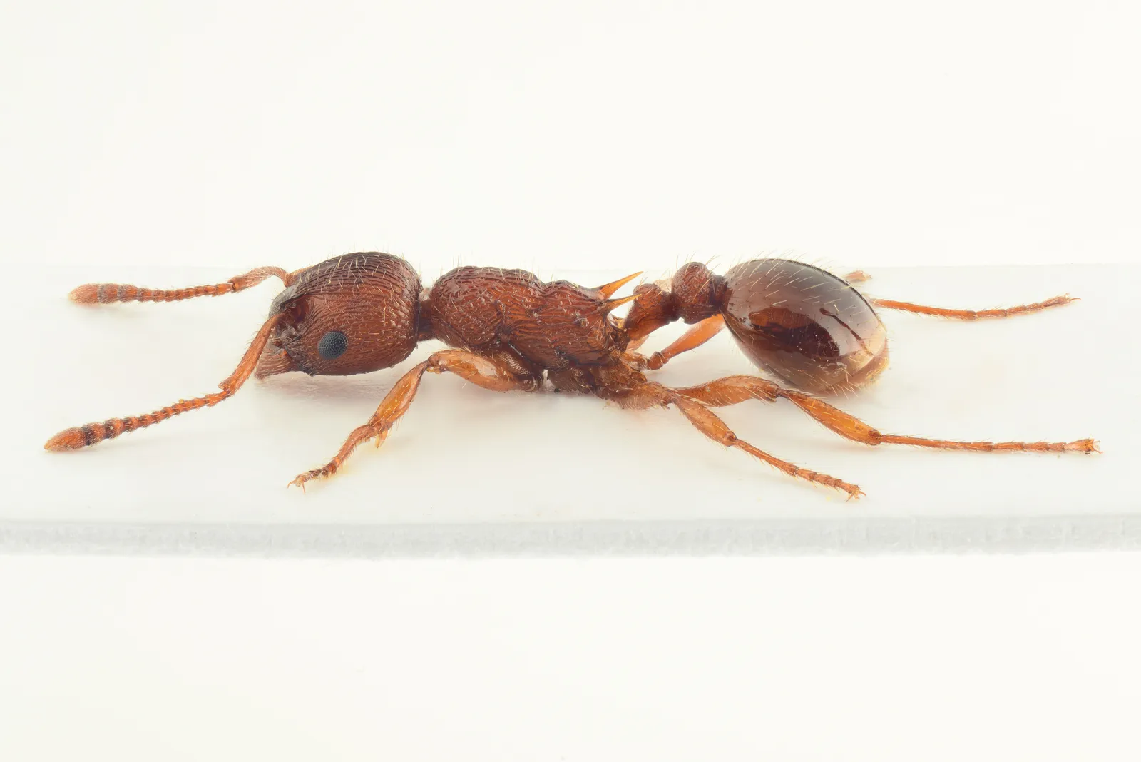 Dělnice mravence Gallienova Myrmica gallienii z profilu na světlém podkladu