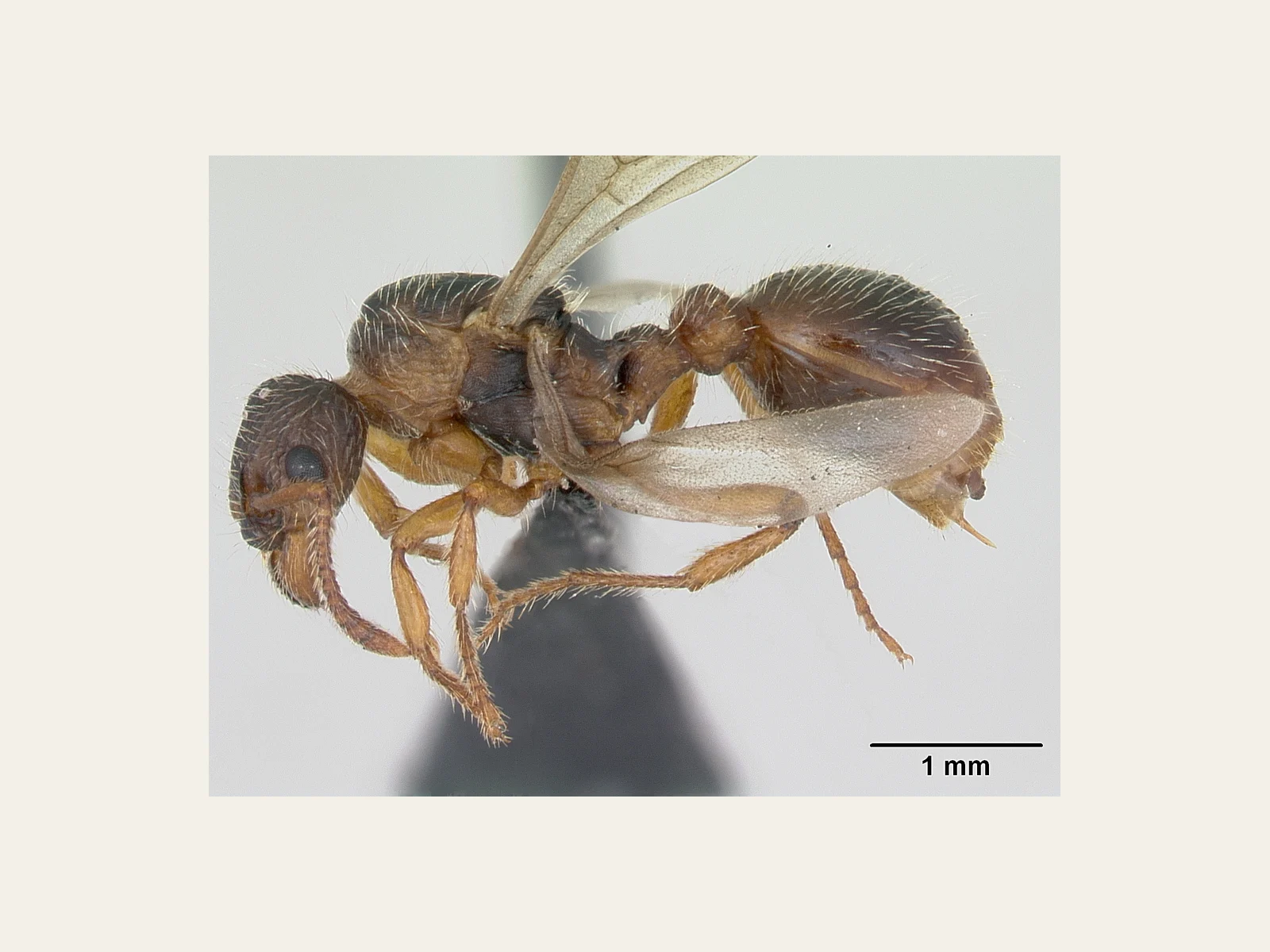Okřídlená královna Myrmica hirsuta CASENT0172757 z profilu