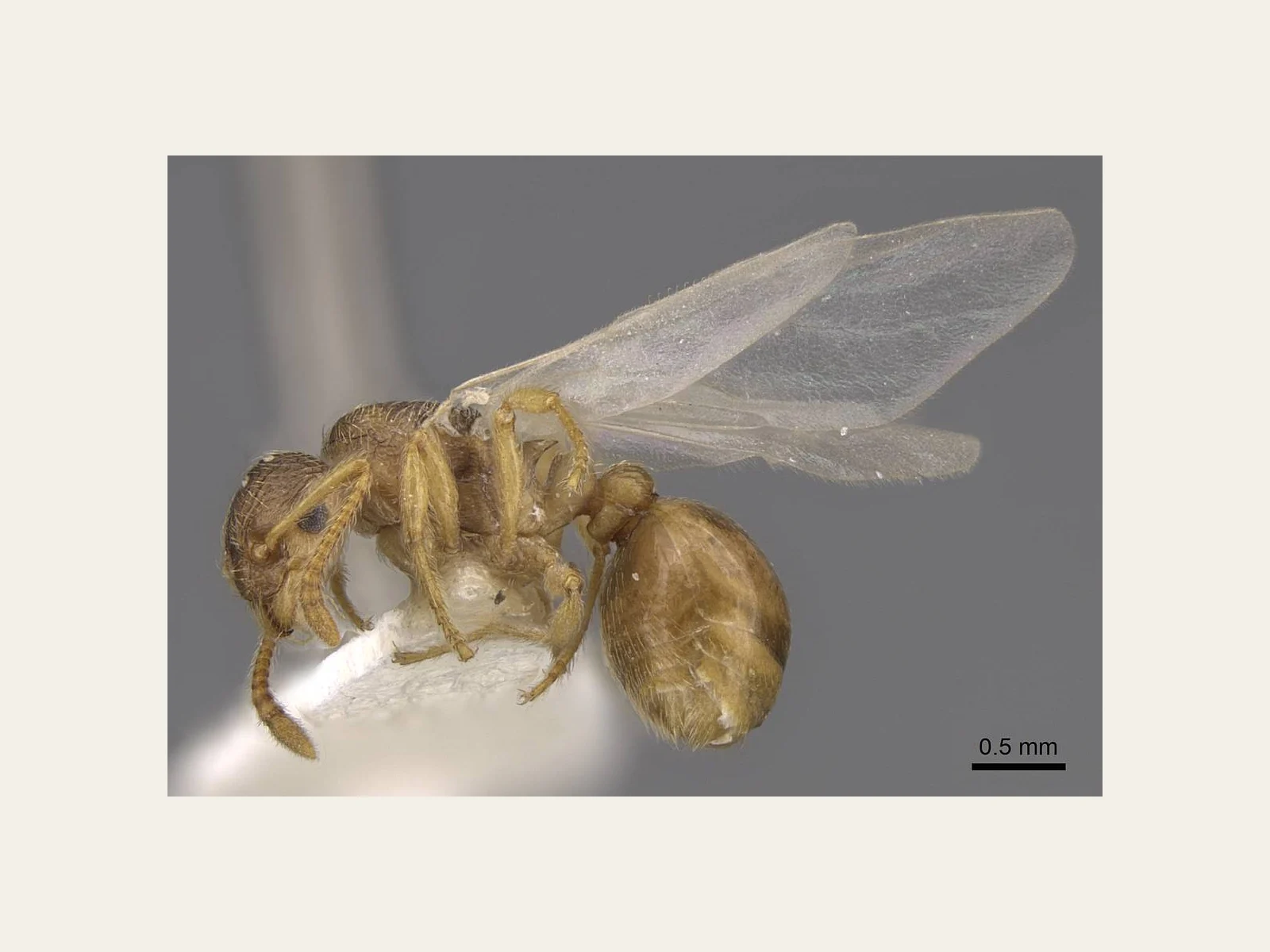 Okřídlená královna Myrmica karavajevi CASENT0922790 z českého Mrtvého luhu