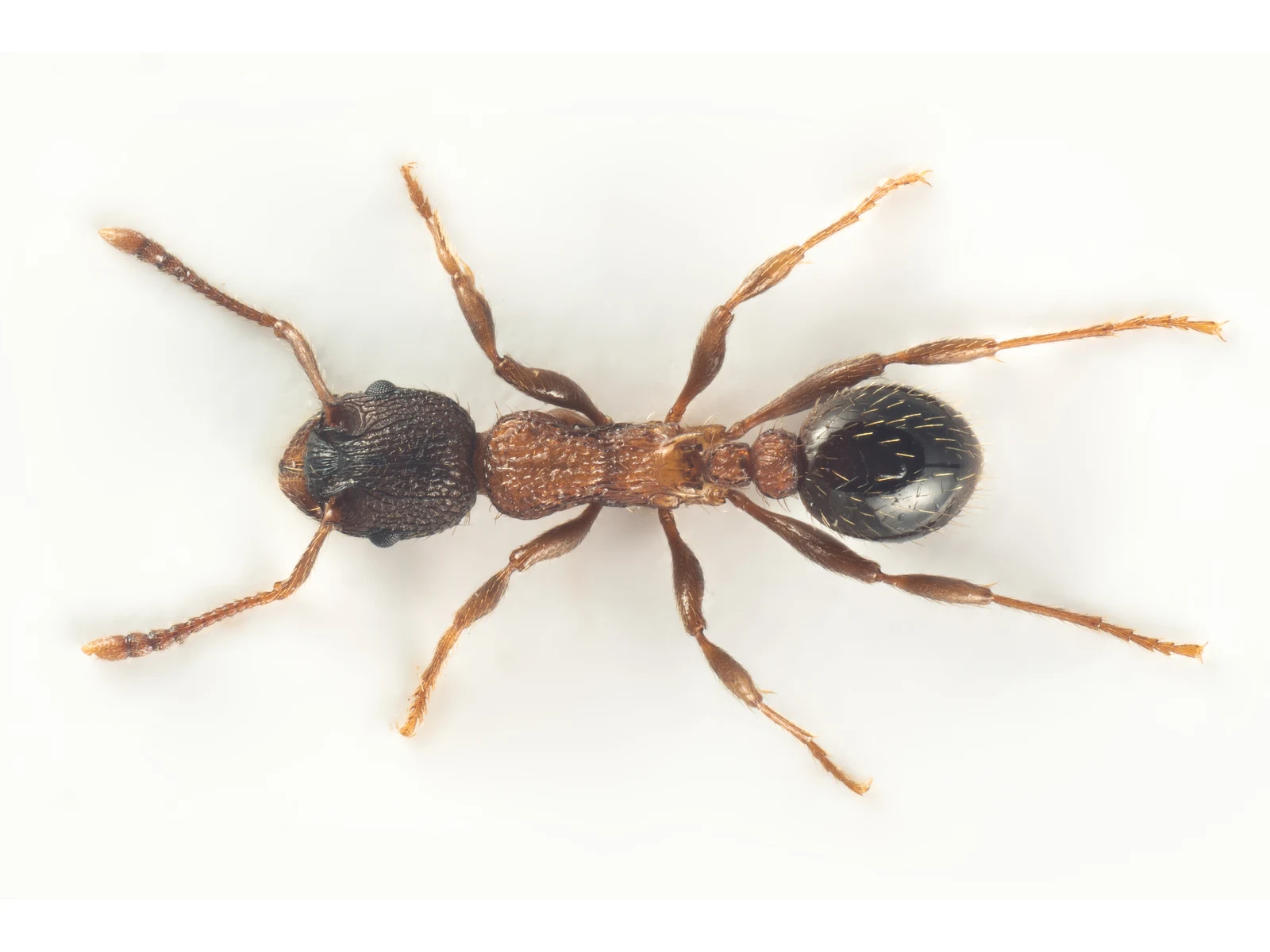Dělnice mravence výběžkatého Myrmica lobicornis při pohledu shora