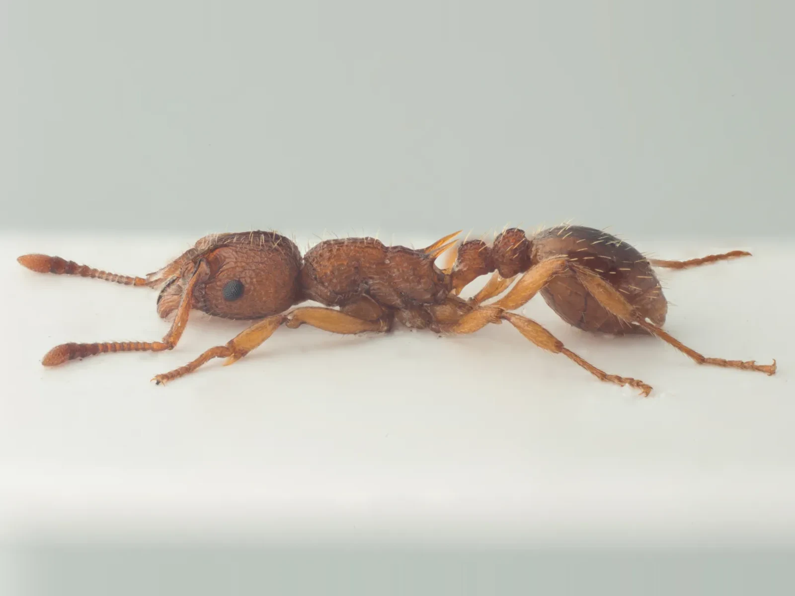 Světlá červenohnědá dělnice Myrmica lonae z profilu
