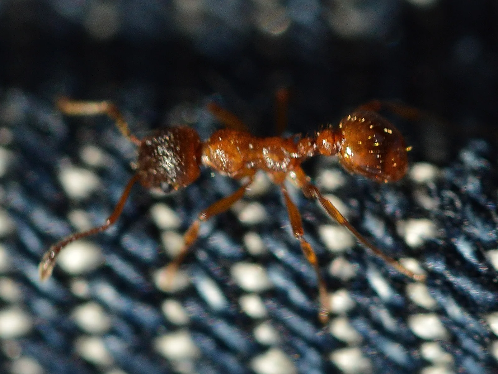 Červenohnědá dělnice mravence žahavého Myrmica rubra v přírodě