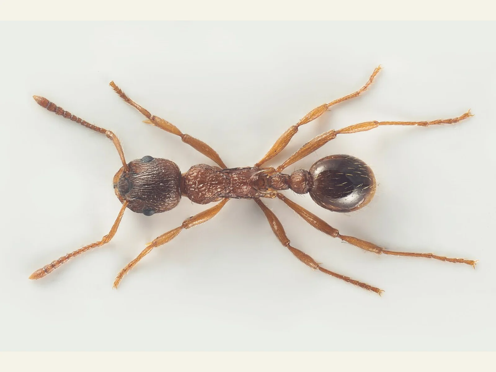 Červenohnědá dělnice mravence rezavého Myrmica ruginodis fotografovaná shora