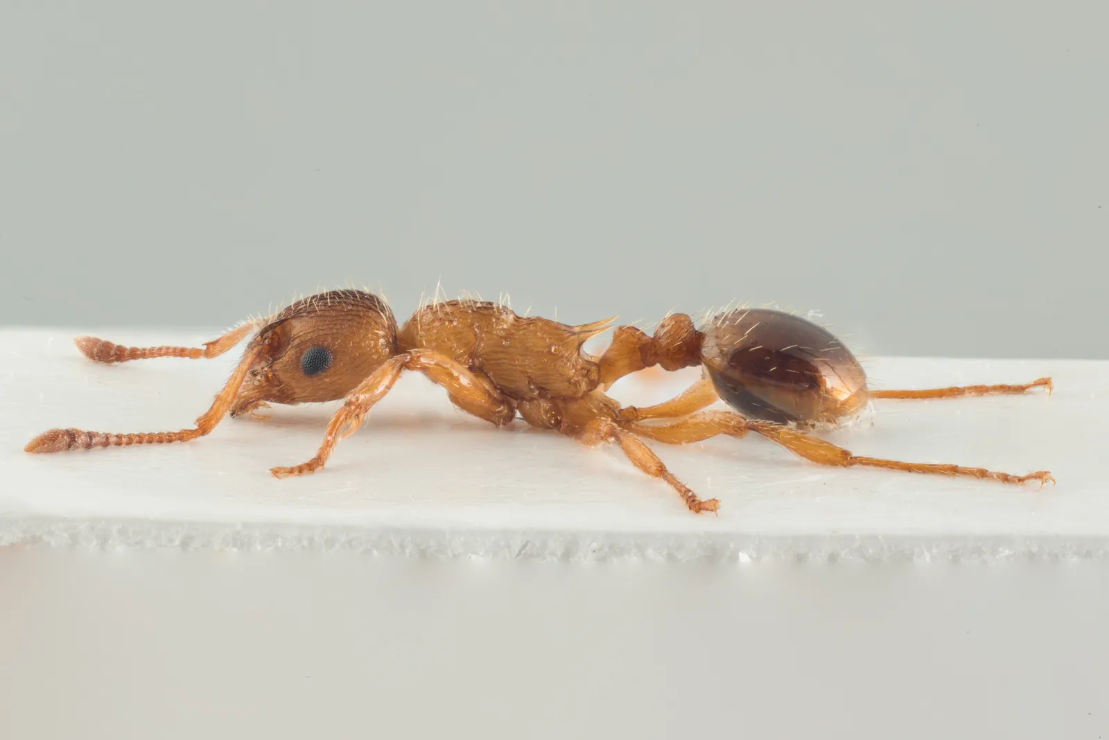 Dělnice mravence zvrásnělého Myrmica rugulosa v bočním pohledu