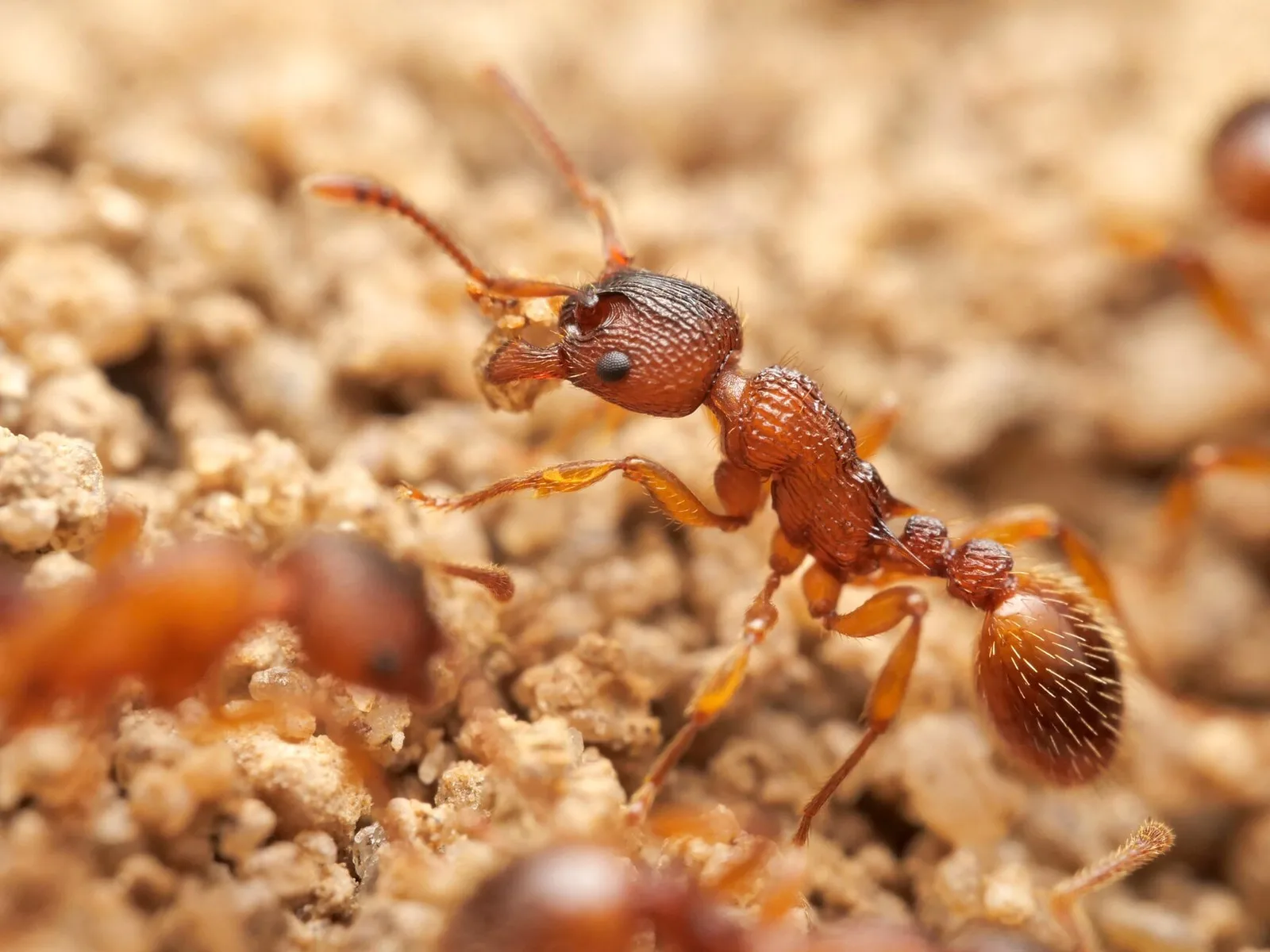 Rezavě červená dělnice Myrmica sabuleti na světlém zemním podkladu