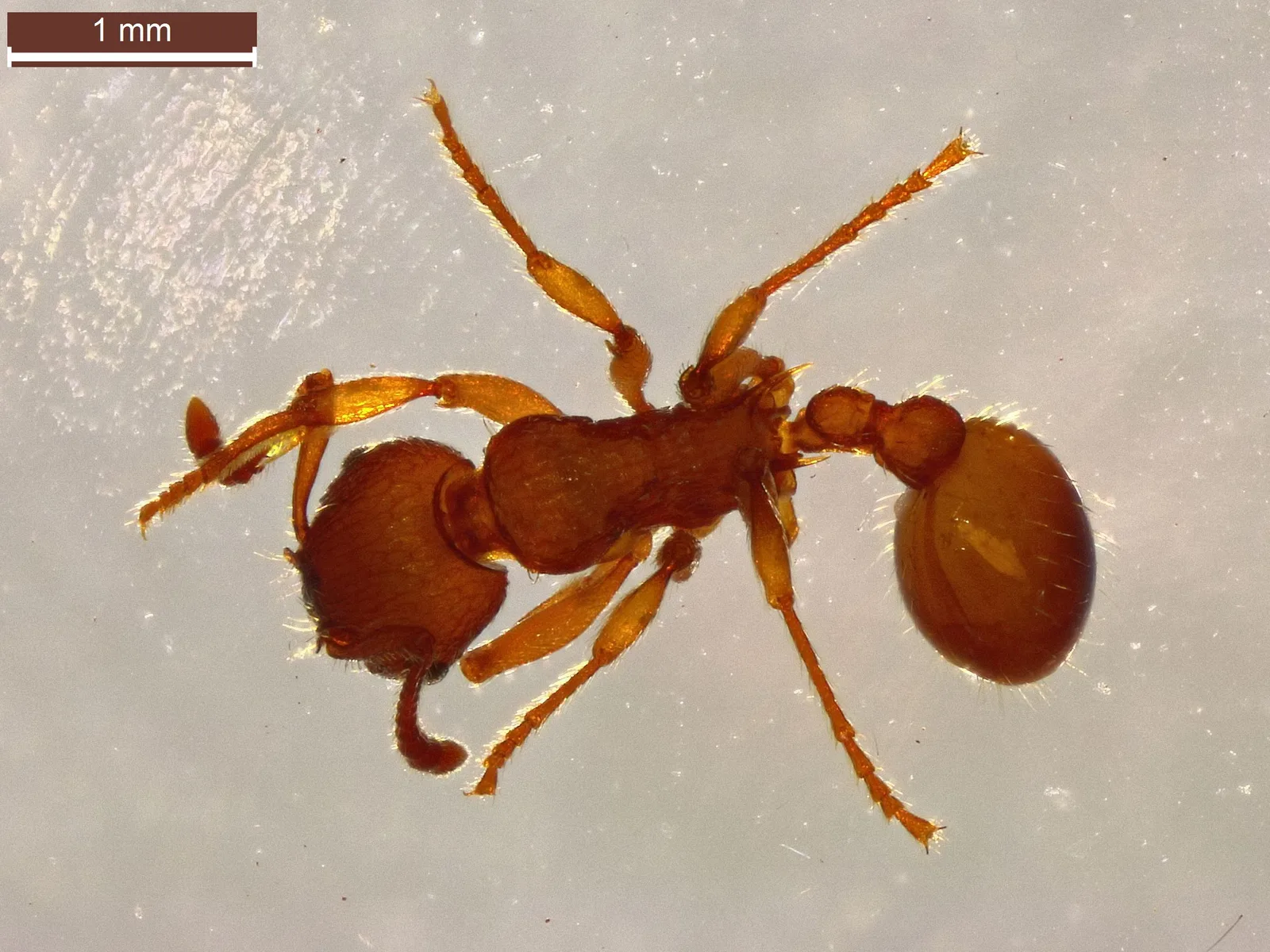 Červenohnědá dělnice Myrmica scabrinodis v makro pohledu shora