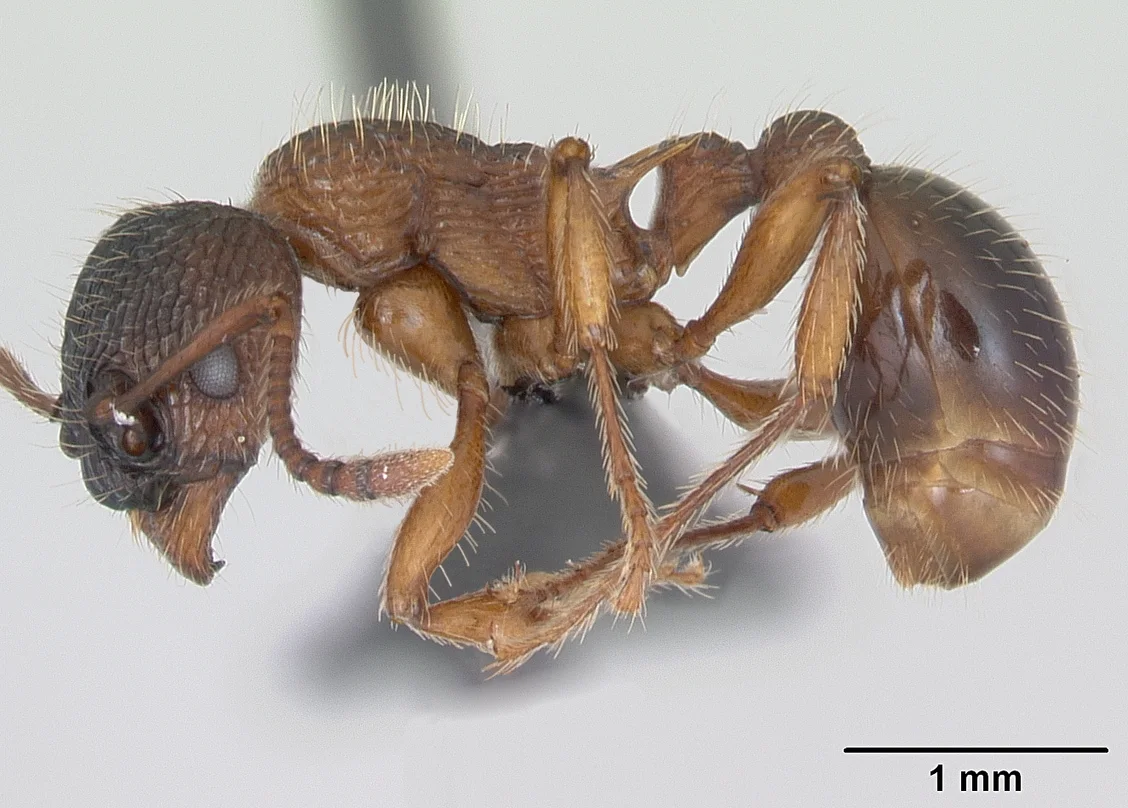 Tmavě červená dělnice mravence Schenckova Myrmica schencki z profilu se stupnicí