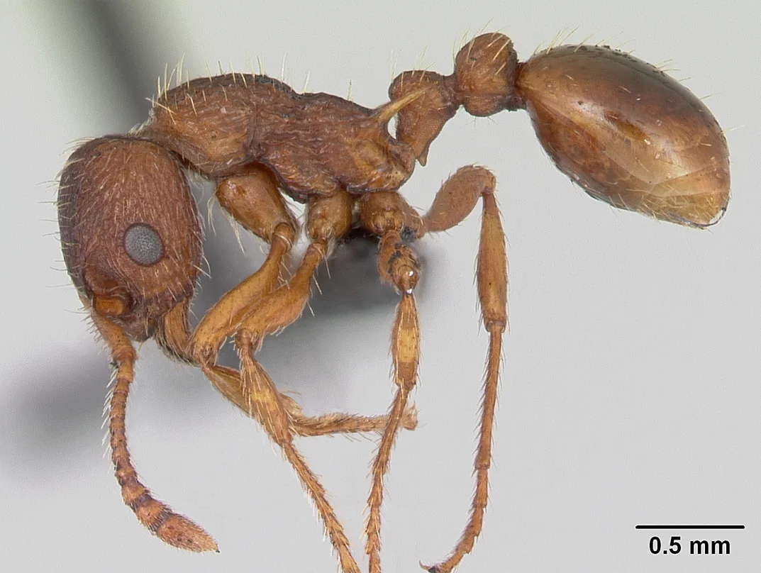 Preparovaná dělnice mravence sličného Myrmica specioides z profilu