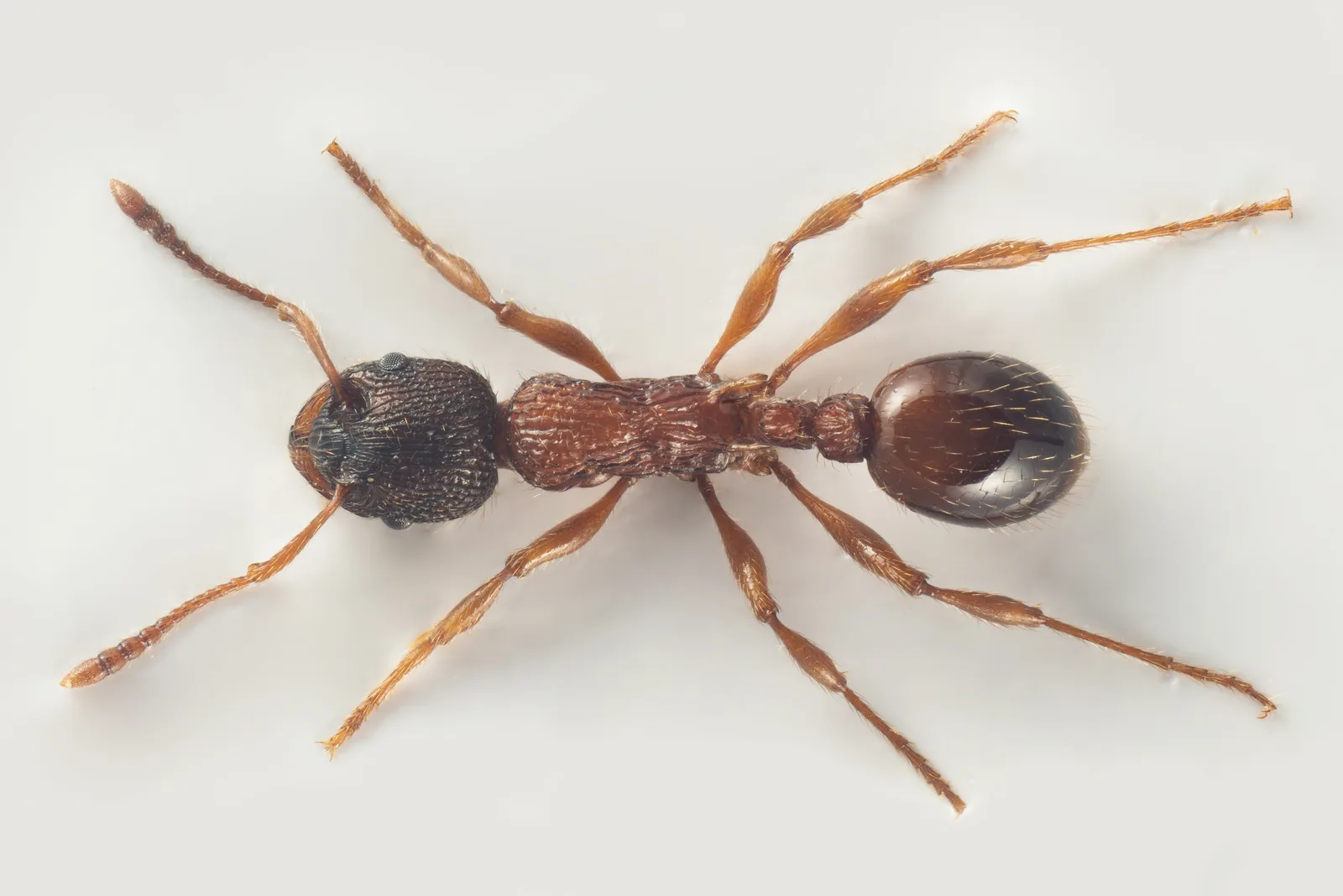 Tmavá dělnice mravence rýhovaného Myrmica sulcinodis při pohledu shora