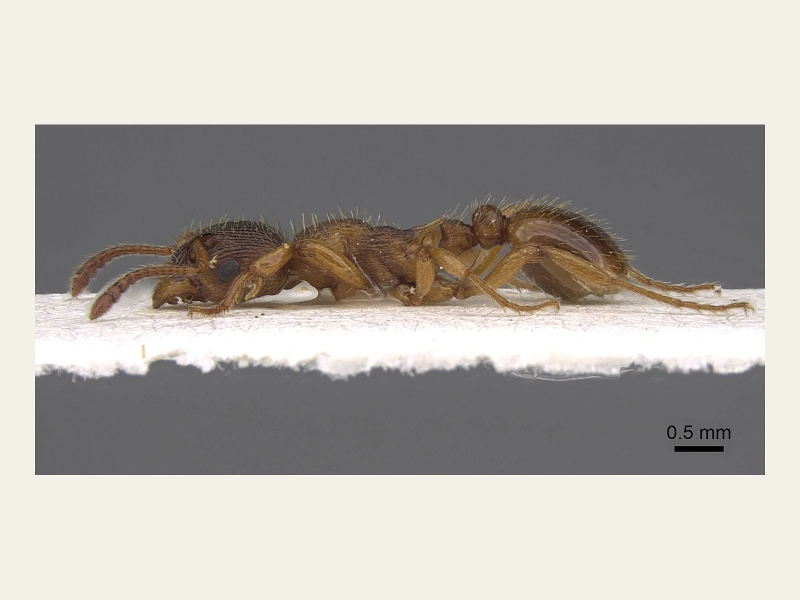 Česká dělnice Myrmica vandeli CASENT0922799 ze Soumarského Mostu z profilu