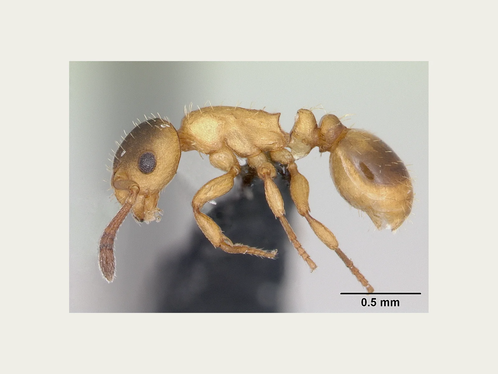 Preparovaná dělnice Myrmoxenus ravouxi CASENT0173641 z profilu se stupnicí