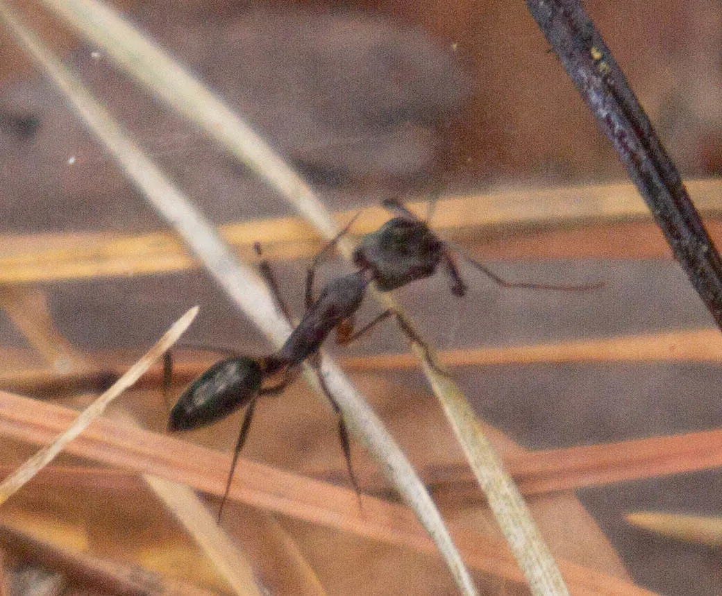 Detail živého jedince Odontomachus haematodus
