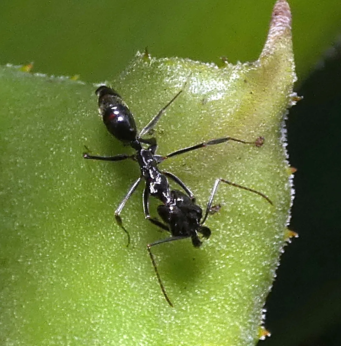 Dva živí jedinci Odontomachus haematodus na zeleném listu